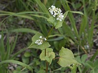 Fagopyrum esculentum